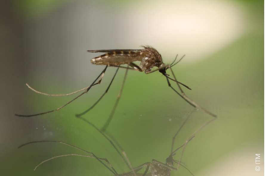 Culex pipiens torrentium (female)