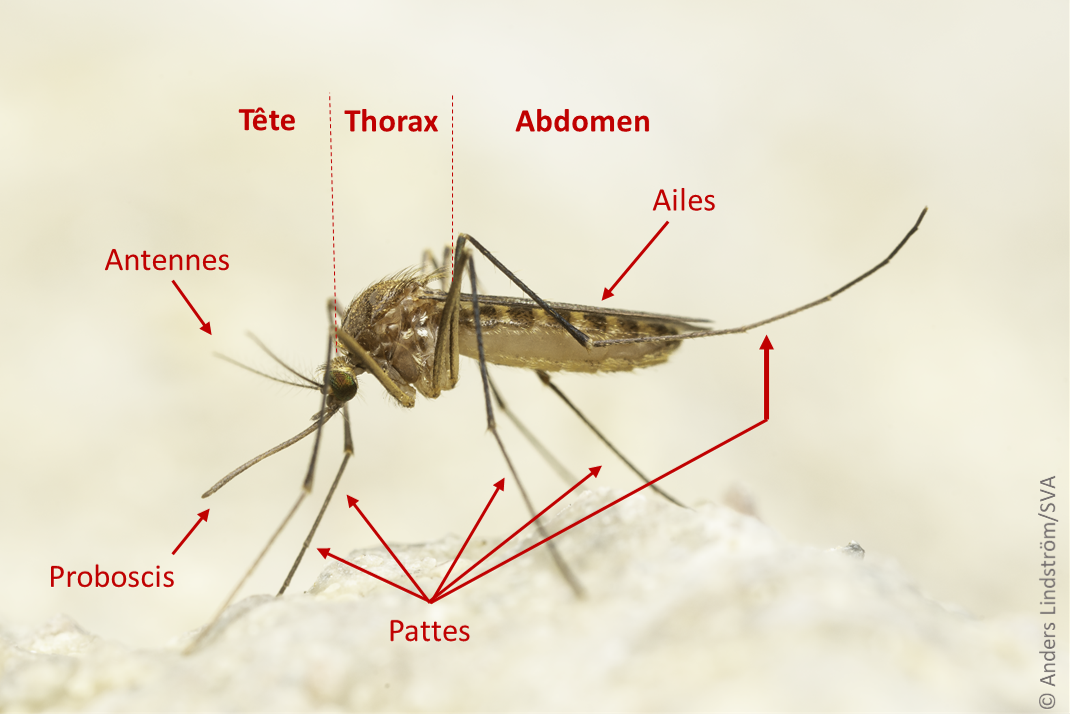 Moustique annoté