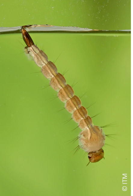 Larve Aedes albopictus