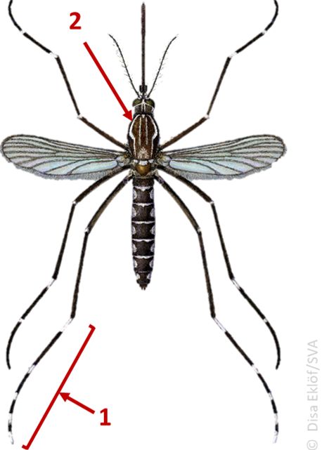 Ae aegypti annotated