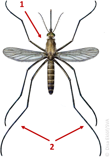 Culex pipiens annotated