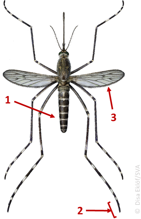 Cs annulata annotated