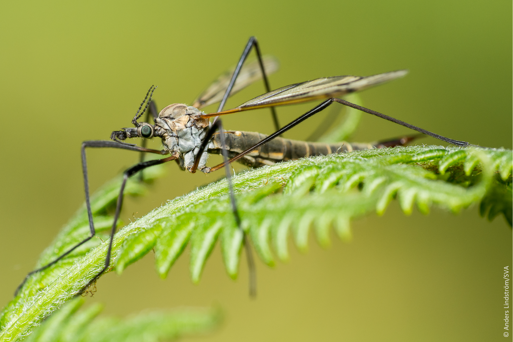 tipula